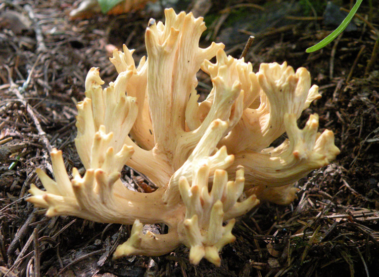 Ramaria sp